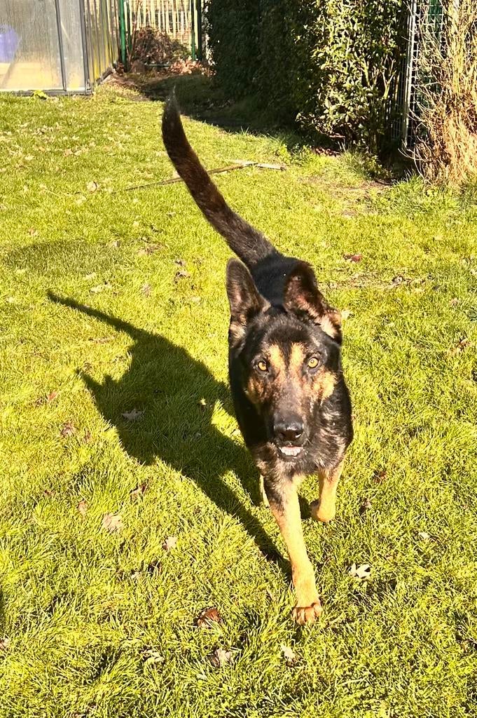 Duitse herder reu gec 1 jaar, Particulier, Reu, 1 tot 2 jaar, Buitenland