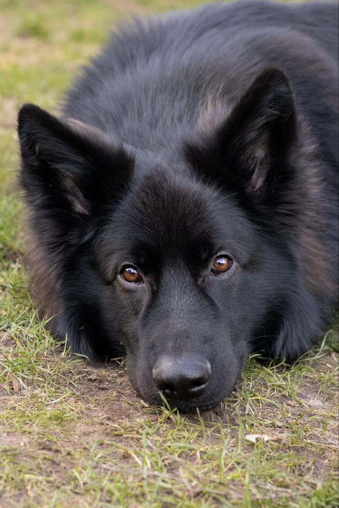 Oudduitse Herder Dekreu, Dieren en Toebehoren, Parvo, Reu, Eén hond, 3 tot 5 jaar