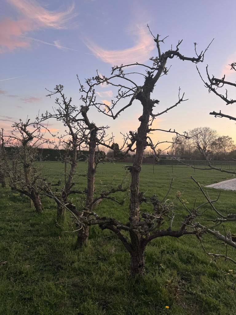 Perenboom conference, Tuin en Terras, Ophalen, Lente, Volle zon, Perenboom