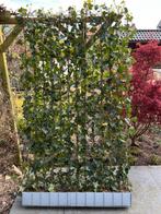 Kant en klare hedera hibernica 120 x 200 cm. Met 2 palen 3 m, Ophalen, Overige soorten, Haag, 100 tot 250 cm