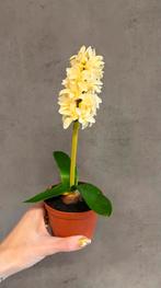 Partij kunst hyacint bollen in potje - 47 stuks, Ophalen of Verzenden, Nieuw, Binnen