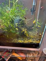 Gele neocaridina garnalen, Dieren en Toebehoren, Kreeft, Krab of Garnaal