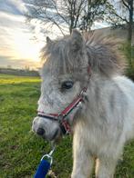 Pony-veulen te koop ‼️met spoed weg‼️, Ophalen of Verzenden, Zo goed als nieuw, Overige soorten
