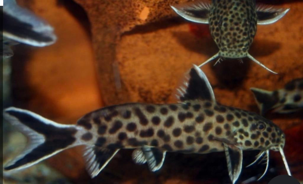 Synodontis petricola, Dieren en Toebehoren, Vis