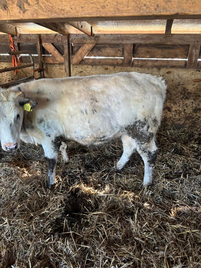 2 mooie bb kalveren, Dieren en Toebehoren, Vrouwelijk