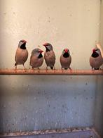 Spitstaarten 2025, Mannen/Poppen, Dieren en Toebehoren, Meerdere dieren