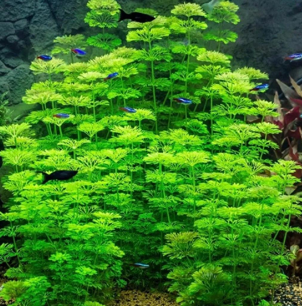 Ambulia aquarium zuurstof Limnophila Sessiliflora, Ophalen of Verzenden, Nieuw, Plant(en), Steen of Hout