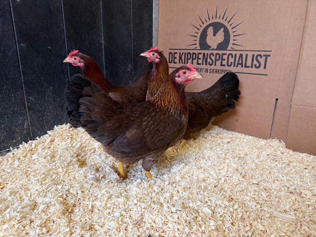 Jonge tamme Welsumer kriel kippen gesekst & ingeënt, Dieren en Toebehoren, Pluimvee, Vrouwelijk, Kip