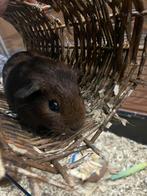 4 mooie rode/oranje cavia’s, Dieren en Toebehoren, Knaagdieren, Cavia, Januari, Meerdere dieren, Tam