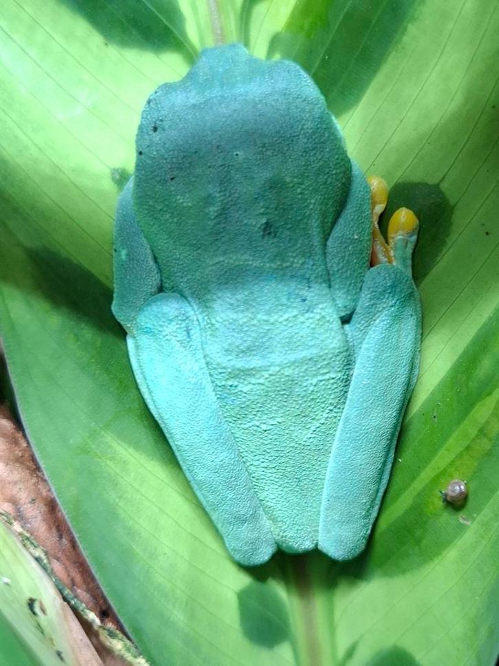 Roodoogmaki-kikkers Agalychnis Callydrias Frog - unknown for sale from H. Brakels