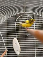 Mooie bonte kanarie man zingt goed, Dieren en Toebehoren, Mannelijk, Zangkanarie