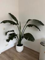 Strelizia, Ophalen, Halfschaduw, 150 tot 200 cm
