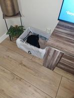 Europese korthaar kitten, Dieren en Toebehoren, Meerdere dieren, 0 tot 2 jaar