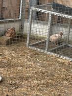 Jumbo kwartels, Dieren en Toebehoren, Pluimvee, Meerdere dieren, Overige soorten