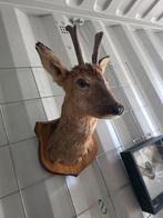 Opgezette reebok kop taxidermie opgezette dieren hert gewei, Verzamelen, Ophalen of Verzenden, Zo goed als nieuw, Hert, Opgezet dier