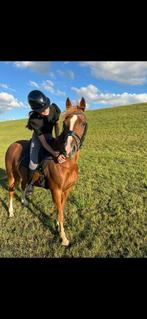 Super brave (kinder) pony te koop, Dieren en Toebehoren, Merrie, Recreatiepony, 11 jaar of ouder