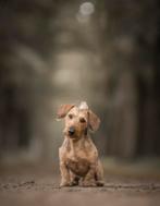 Ruwharige dwergteckel reu wildkleur ter dekking aangeboden, 6 jaar of ouder, Reu, Eén hond, Nederland