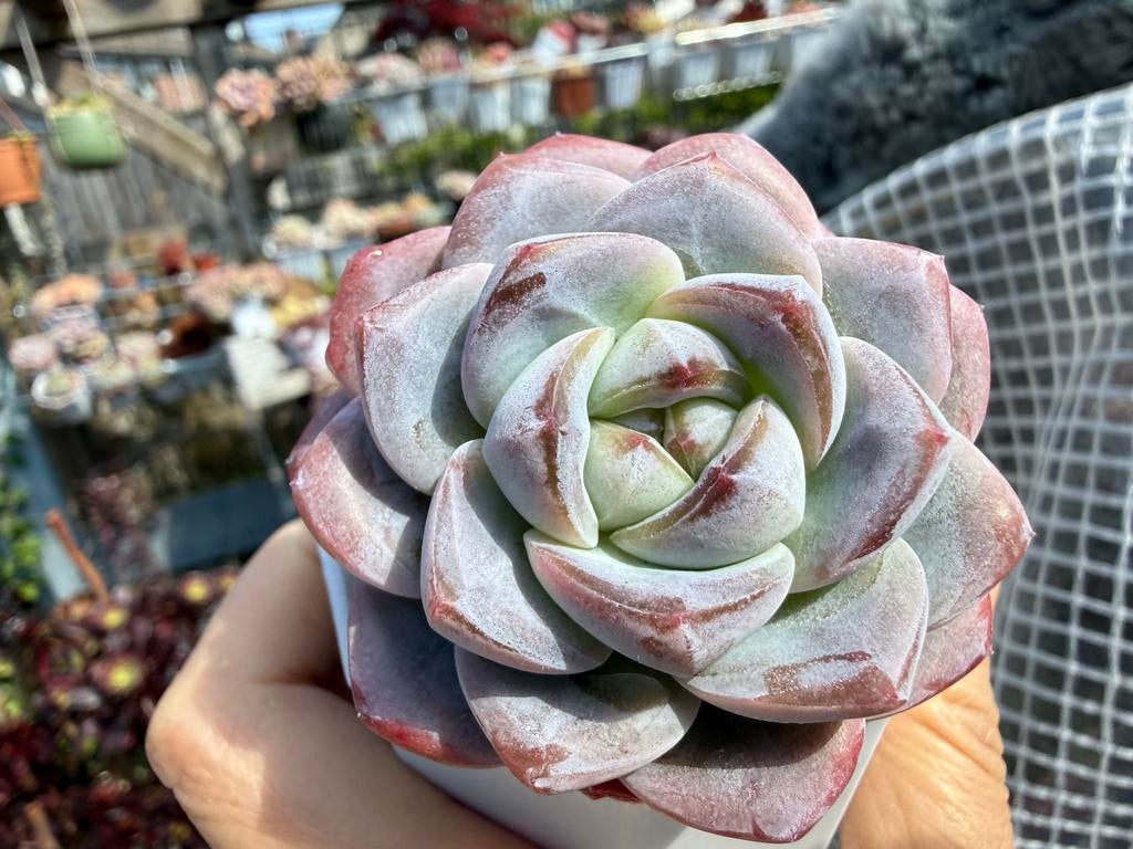 Echeveria Ice Jade/pot 7cm/vetplant/succulent, Ophalen of Verzenden, Halfschaduw, Minder dan 100 cm