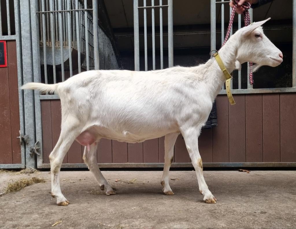 Witte stamboek (dek)bok, cl cae vrij, Meerdere dieren, Geit