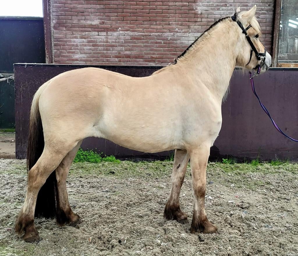 Verkocht: LEUKE 4 JARIGE FJORDEN MERRIE, Dieren en Toebehoren, Pony's, Merrie, Met stamboom, Zadelmak, 3 tot 6 jaar