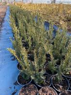 Taxus baccata 40cm in20cmpot va.€3, Tuin en Terras, Planten | Struiken en Hagen, Ophalen, Taxus, Minder dan 100 cm