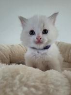 Ragdoll kittens, Meerdere dieren, Gechipt, 0 tot 2 jaar