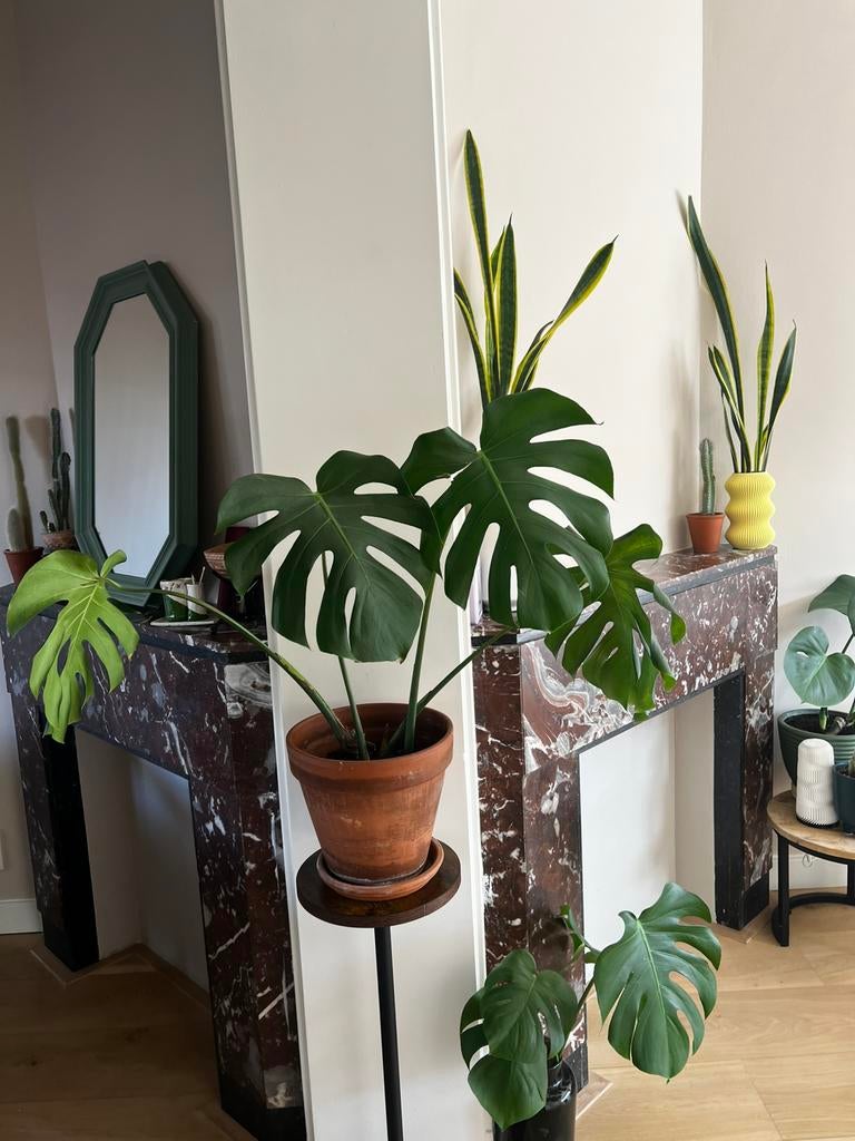 Plant with terracota pot, Ophalen, Zo goed als nieuw, Minder dan 100 cm