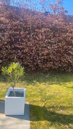 Te koop mooie witte pot van Elho met een oleander 40x40, Tuin en Terras, Bloembakken en Plantenbakken, Kunststof, Gebruikt, Minder dan 30 cm