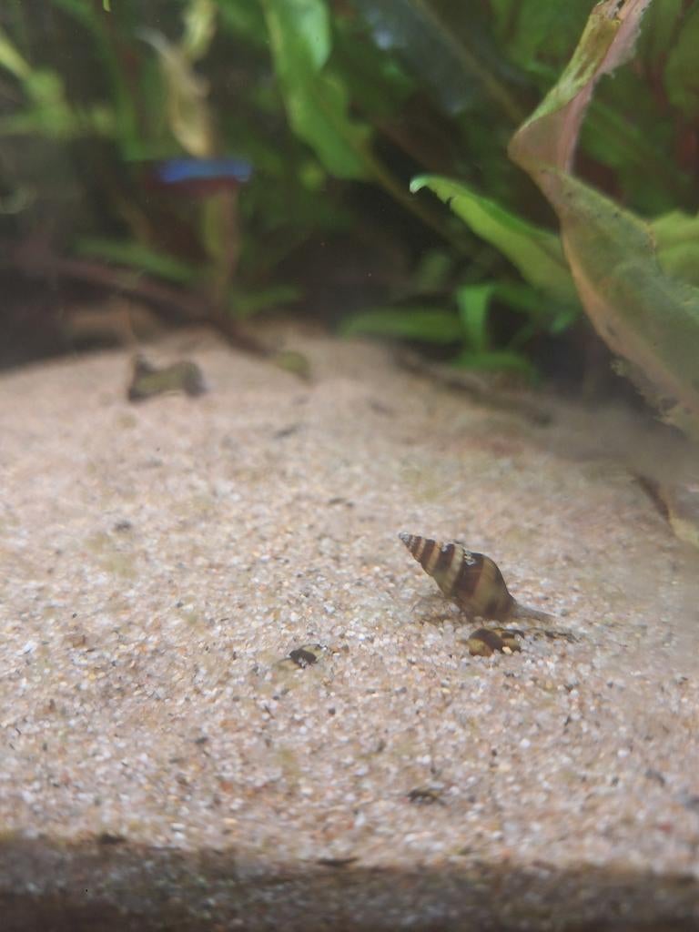 Helenaslakken slak etende slakken, Dieren en Toebehoren, Ophalen, Nieuw, Overige typen