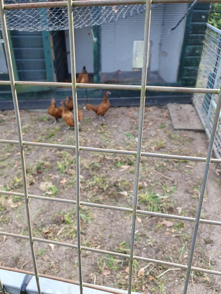 Broed eieren  sebright goud, Dieren en Toebehoren, Pluimvee, Geslacht onbekend, Kip
