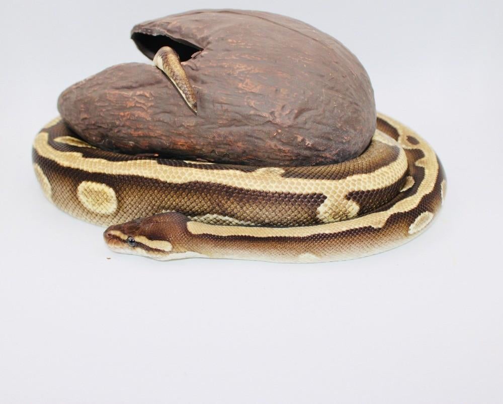 Ball Python/Regius Python/1.0Leopard Mojave Calico Het DG, Slang, Tam, 3 tot 6 jaar
