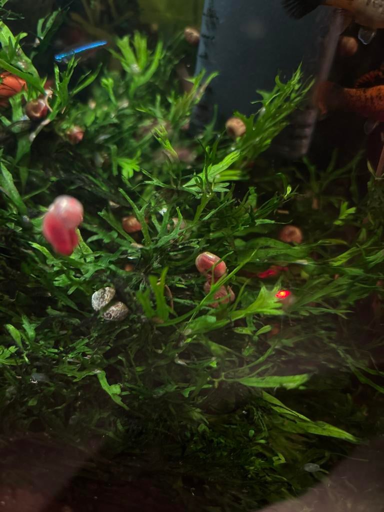 Posthoornslakken (gratis), Ophalen