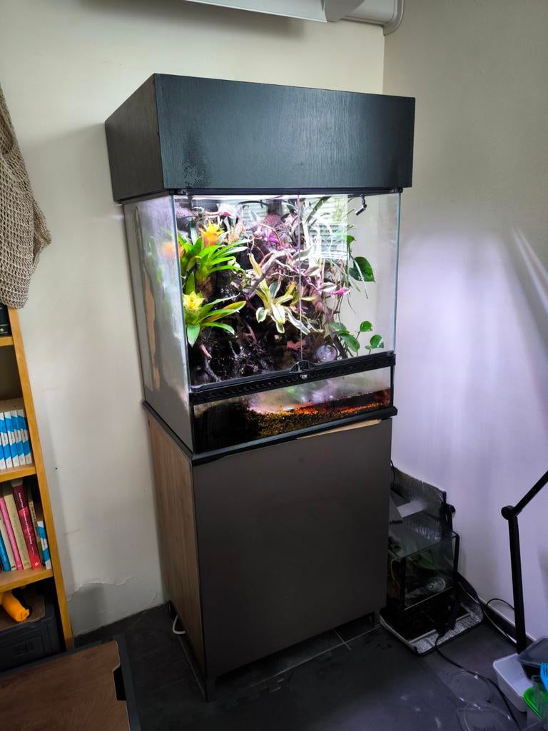 Paludarium met vier gifkikkers, Dieren en Toebehoren, Ophalen, Gebruikt, Plant(en), Steen of Hout