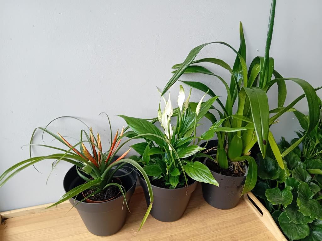 3 bloeiende kamerplanten 30-50cm (+potten 4euro, Huis en Inrichting, Kamerplanten, Ophalen, Overige soorten, Halfschaduw, In pot