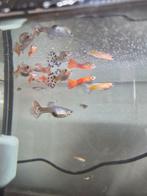 Jonge guppen, Dieren en Toebehoren, Vissen | Aquariumvissen, Vis, Zoetwatervis