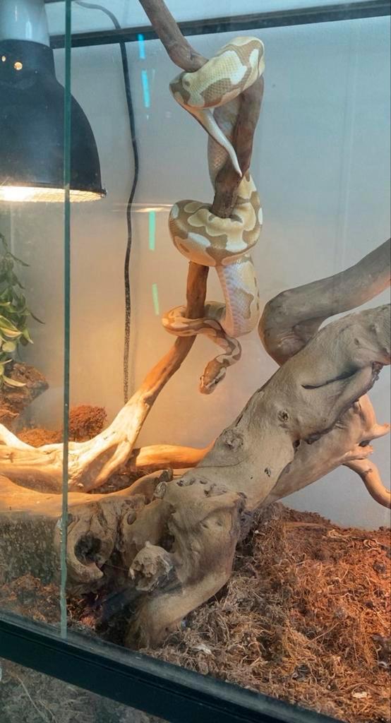 Ball python Ball Python - male for sale from jim