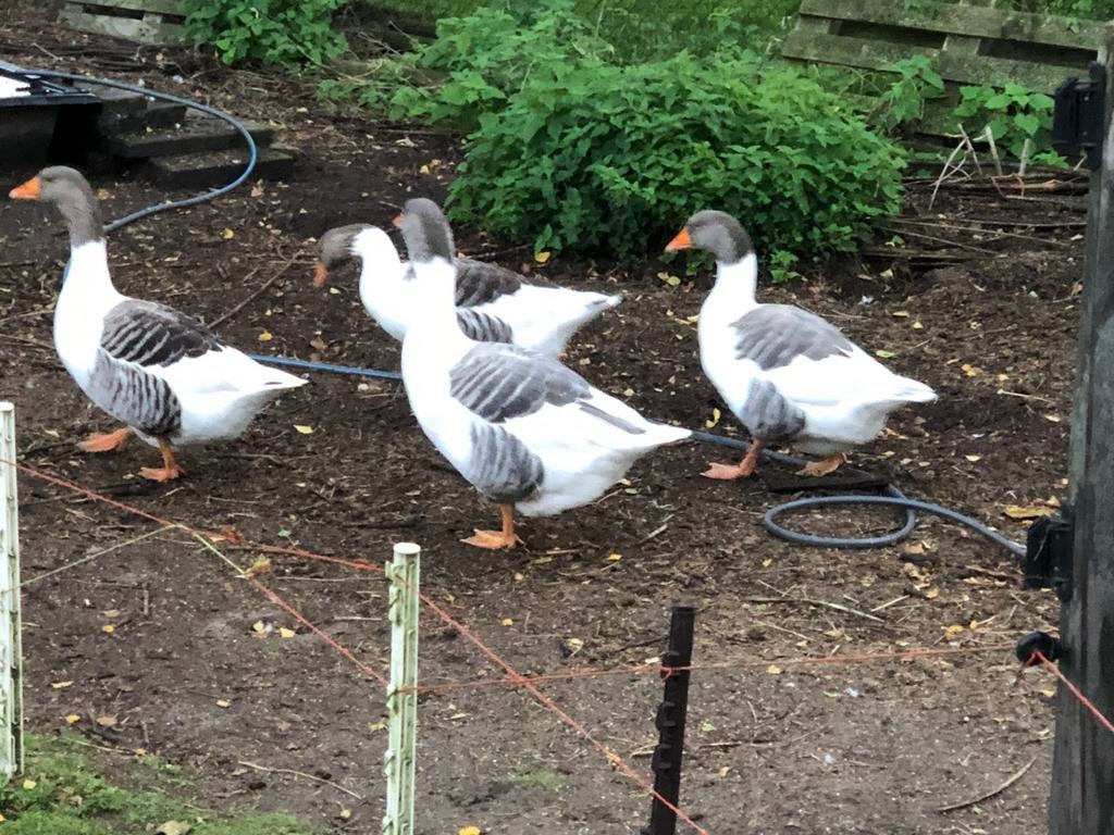 Br eieren twentse landganzen, Geslacht onbekend, Gans of Zwaan