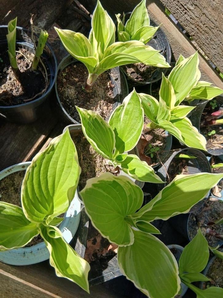 Hosta groen met witte rand, Tuin en Terras, Planten | Tuinplanten, Ophalen of Verzenden, Vaste plant, Overige soorten, Halfschaduw