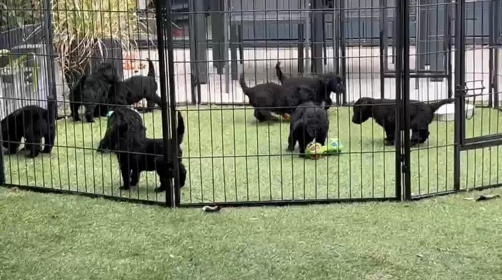 Doodle pups, Dieren en Toebehoren, Parvo, Overige rassen, 8 tot 15 weken, Meerdere
