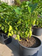 ZADEN: Oker, Antroewa, sopropo, Madame Jeanette, Tuin en Terras, Ophalen of Verzenden, Voorjaar, Halfschaduw, Zaad