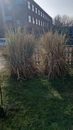 Pampas, Ophalen, Zomer, Volle zon, Overige soorten