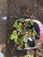 aardbeiplantjes （sweet eve）, Tuin en Terras, Planten | Tuinplanten, Ophalen, Overige soorten, Volle zon