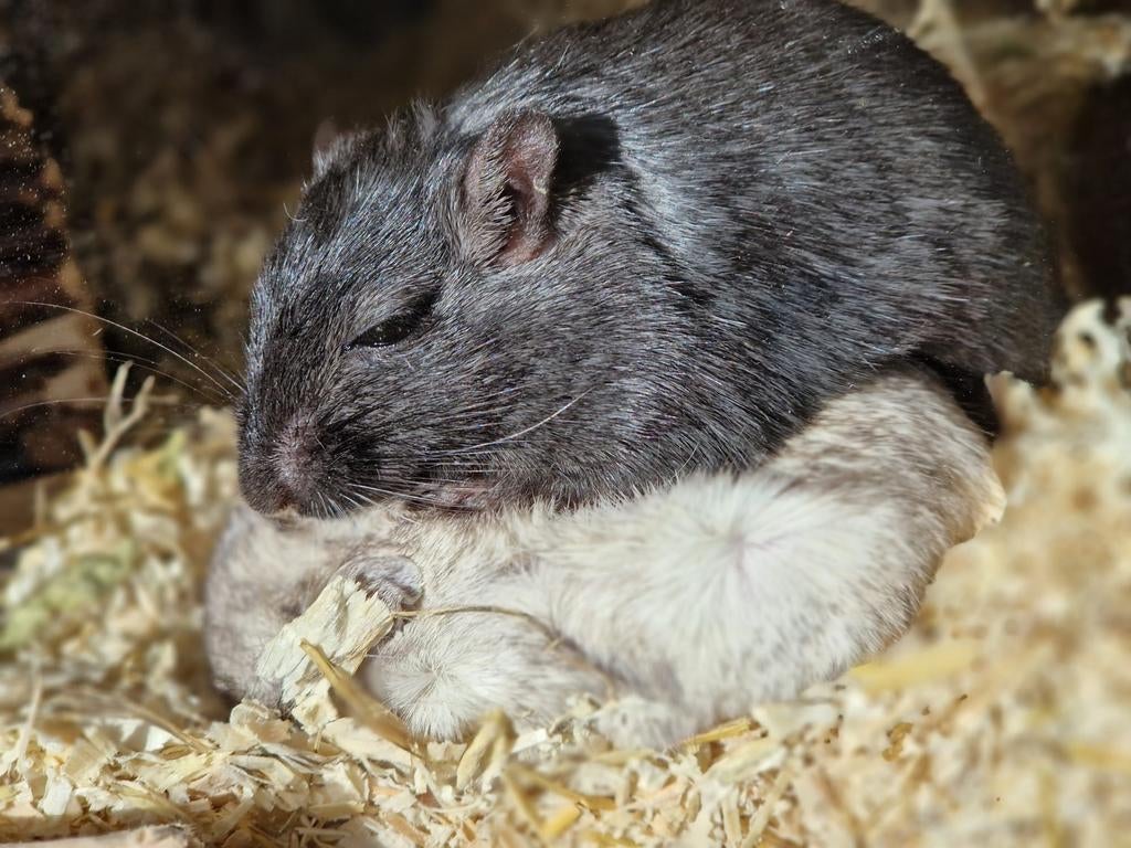 Eenzaam Gerbil mannetje, Dieren en Toebehoren, Knaagdieren, Januari, Mannelijk