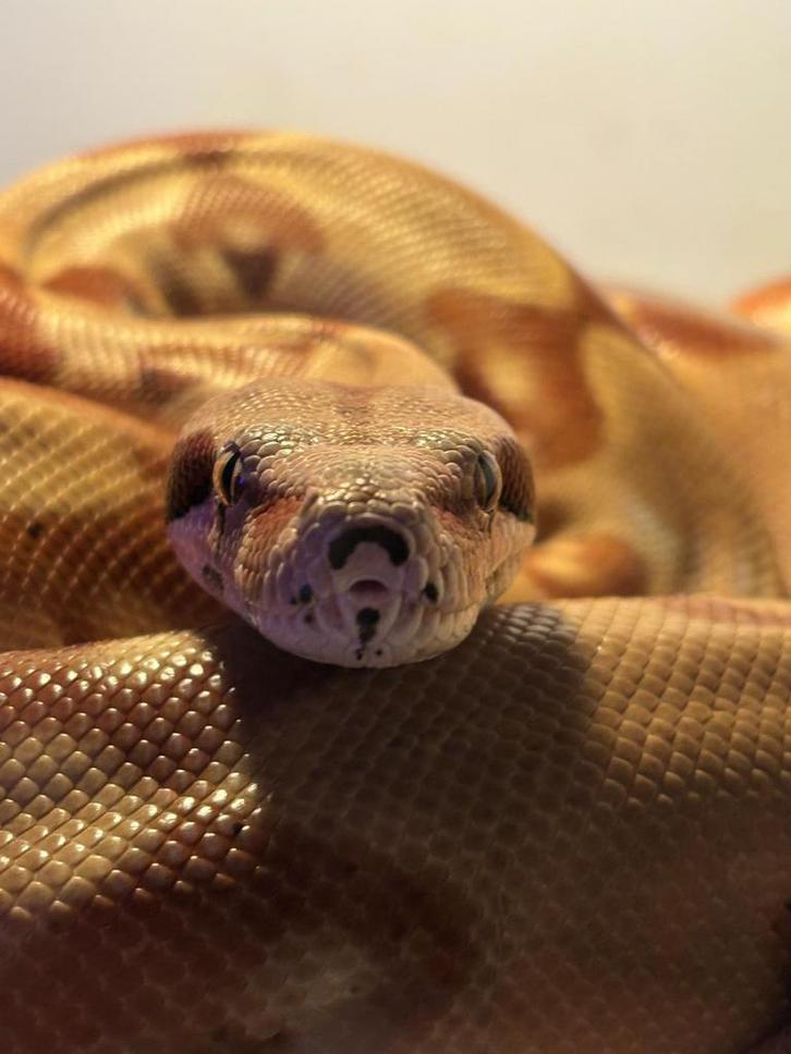 Boa constirctor man Boa Constrictor - male for sale from Cheyenne
