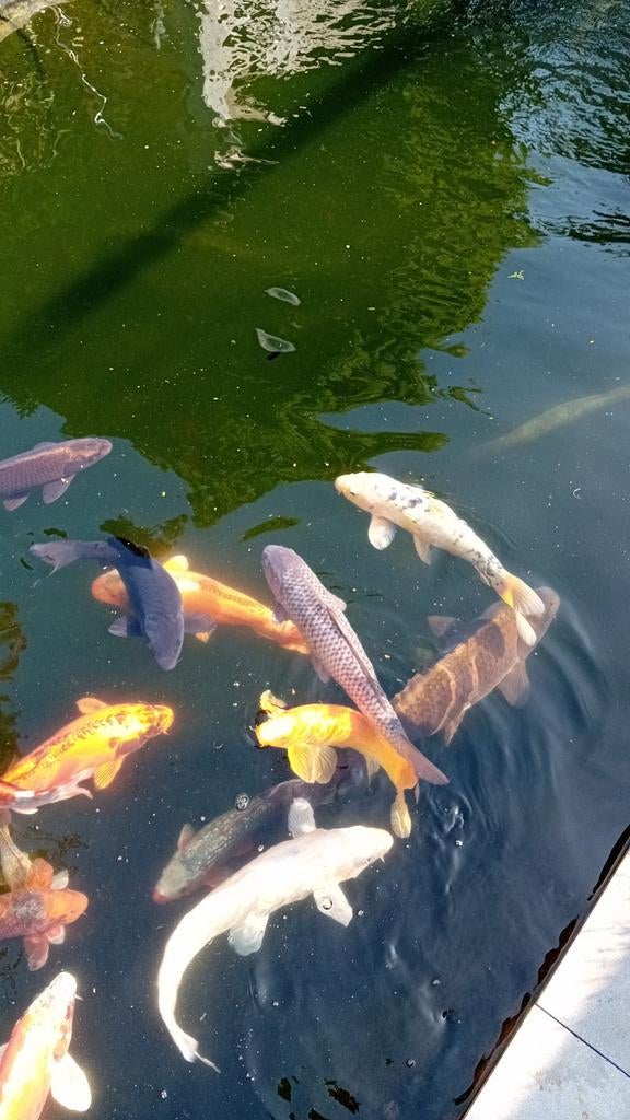 Koi's  en vijver benodigdheden, Dieren en Toebehoren, Karper of Koi