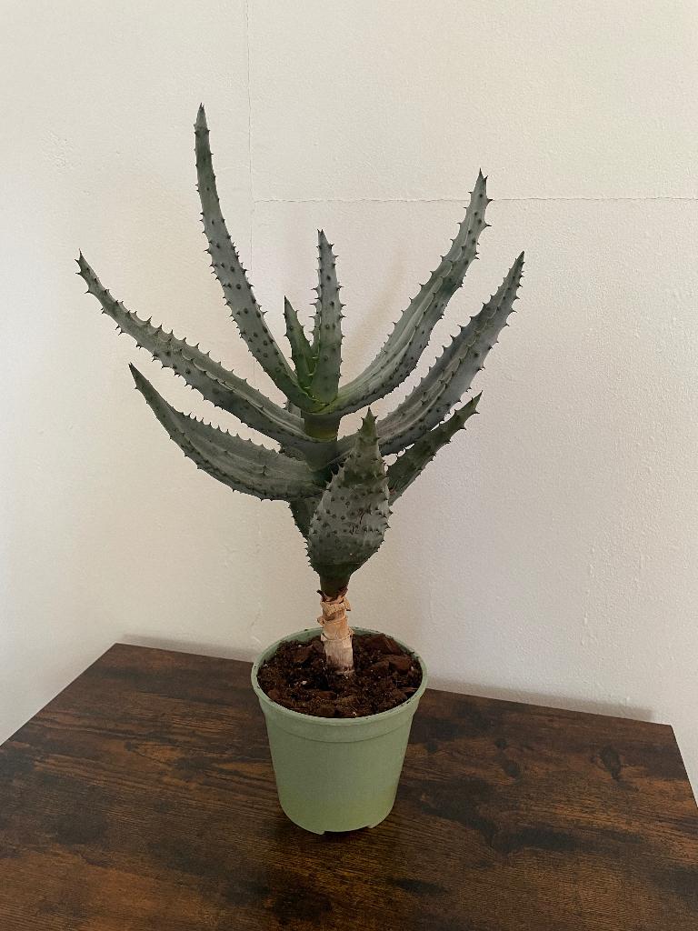 Spikey aloe vera, Huis en Inrichting, Kamerplanten, Ophalen, Halfschaduw, Minder dan 100 cm