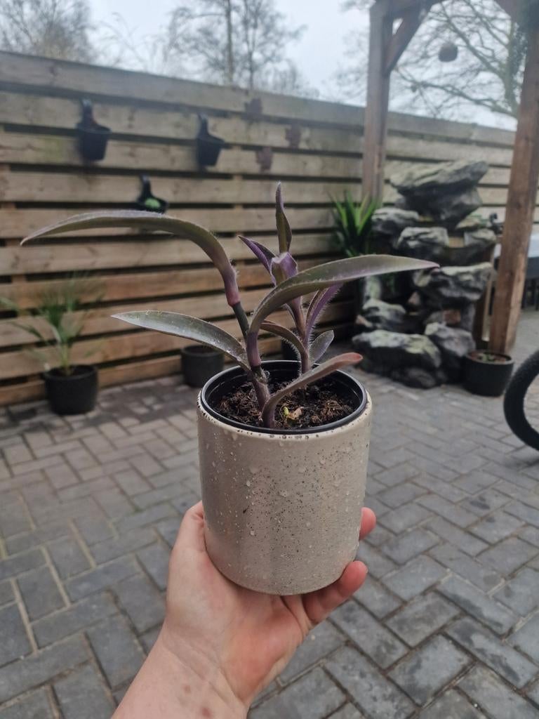 Tradescantia pallida purple heart variegata kamerplant, Huis en Inrichting, Ophalen, Halfschaduw, Minder dan 100 cm