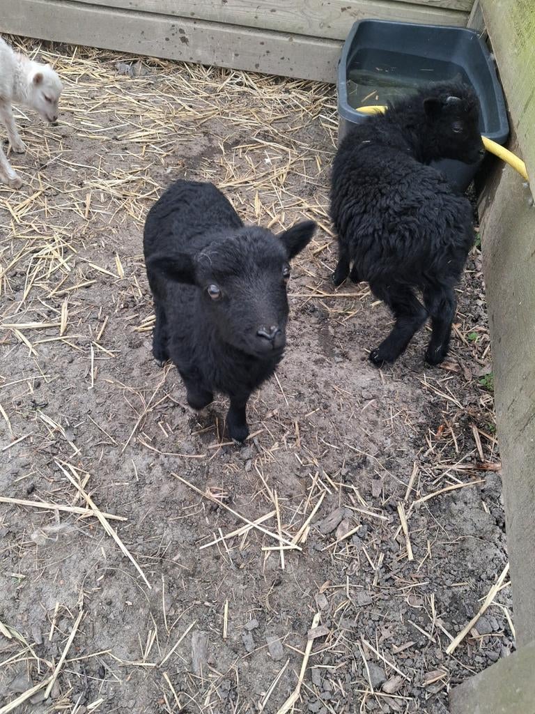 2 zwarte ouessant rammetjes, Dieren en Toebehoren, Mannelijk, Schaap, 0 tot 2 jaar
