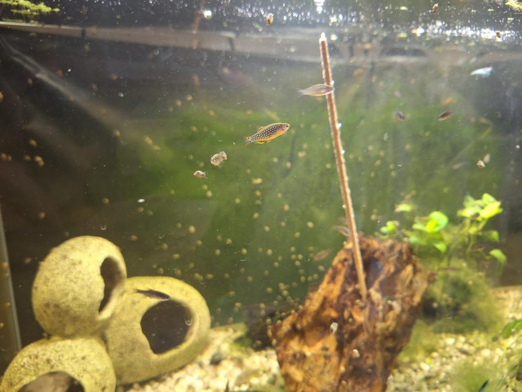 Galaxy Rasbora’s / Celestial Pearl Danio, Dieren en Toebehoren, Vis, Zoetwatervis, Schoolvis