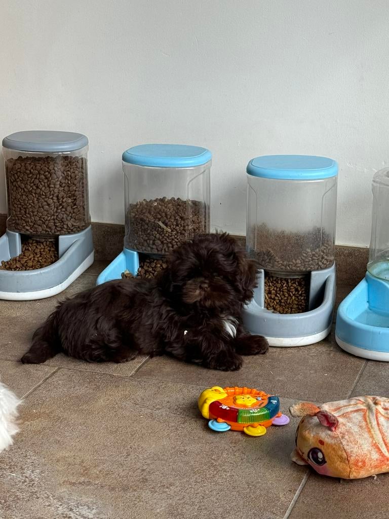 Shih tzu pups, Parvo, België, Overige rassen, 8 tot 15 weken